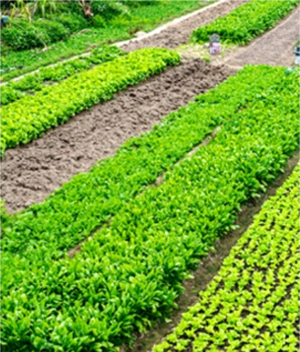 Riego de campo de verduras